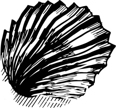 Deniz kabukları, deniz sahili yaz çizimleri, beyaz arka planda büyük ve izole elementler çizer. Çocuklar için arkaplan boyama kitabı