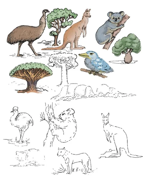 ออสเตรเล ภาพวาดกราฟ อวาด Koala Ostrich Emu แยกก นบนช นหล ขาว — ภาพเวกเตอร์สต็อก