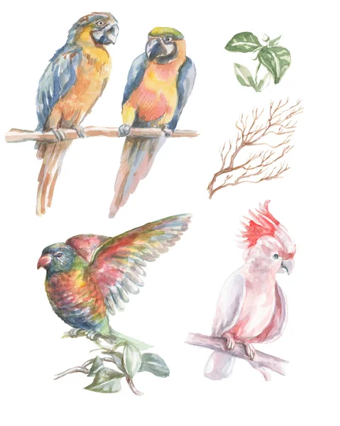 Papağan Tropikal Kuşlar Suluboya Çizim Yaprakları Parlak Renkli Kuşlar Papağan — Stok fotoğraf