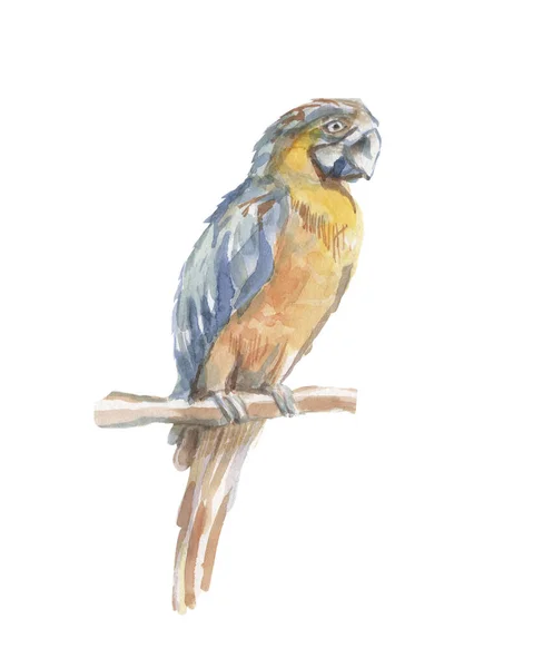 鹦鹉热带鸟类水彩画手绘丛林中小枝树叶鲜艳多彩的鸟类金刚鹦鹉自然 — 图库照片