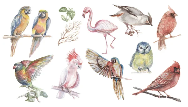 Tropische Vögel Aquarell Illustration Hand Gezeichnet Dschungel Zweige Blätter Hell — Stockfoto