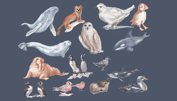 Animals Antarctica Birds Whales Fish Watercolor Illustration Hand Drawn Big — Stock Photo, Image