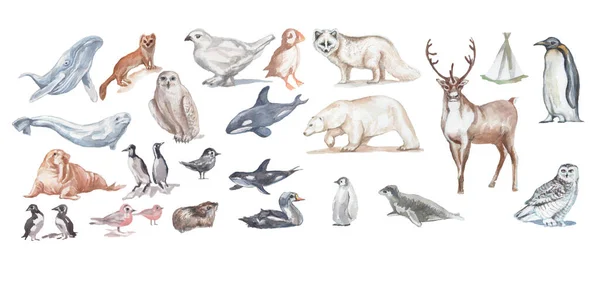 Animales Antártida Aves Ballenas Peces Acuarela Ilustración Mano Dibujado Gran —  Fotos de Stock