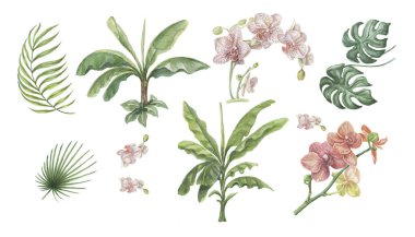 Tropik canavar orkidesi, palmiye çiçeklerini babasız bırakır. 