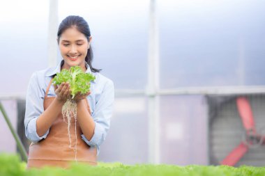 Hidrofonik sistemde çalışan genç Asyalı kadın sebzeler, organik marul çiftliği, dişi tarım için serada hasat, tarım arazisi ve tarım sektörünü inceleyen girişimci..