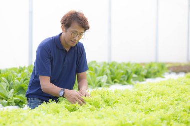 Hidrofonik sistemde çalışan genç Asyalı adam sebzeler organik marul çiftliği, erkek tarım için serada hasat, çiftlikte tarım arazisi ve endüstriyi inceleyen girişimci, bir kişi.