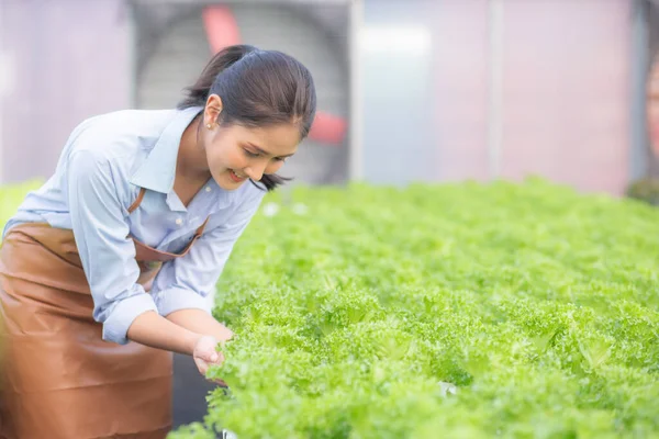 Ung Asiatisk Kvinna Som Arbetar Hydrokultur System Grönsaker Ekologisk Sallad — Stockfoto