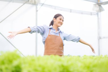Hidrofonik sistemde çalışan genç Asyalı kadın sebzeler, organik marul çiftliği, dişi tarım için serada hasat, tarım arazisi ve tarım sektörünü inceleyen girişimci..