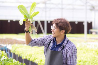 Hidrofonik sistemde çalışan genç Asyalı adam sebzeler organik marul çiftliği, erkek tarım için serada hasat, çiftlikte tarım arazisi ve endüstriyi inceleyen girişimci, bir kişi.