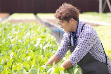Hidrofonik sistemde çalışan genç Asyalı adam sebzeler organik marul çiftliği, erkek tarım için serada hasat, çiftlikte tarım arazisi ve endüstriyi inceleyen girişimci, bir kişi.