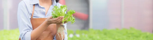 Mladá Asiatka Pracující Hydroponickém Systému Zelenina Bio Salát Farma Samice — Stock fotografie