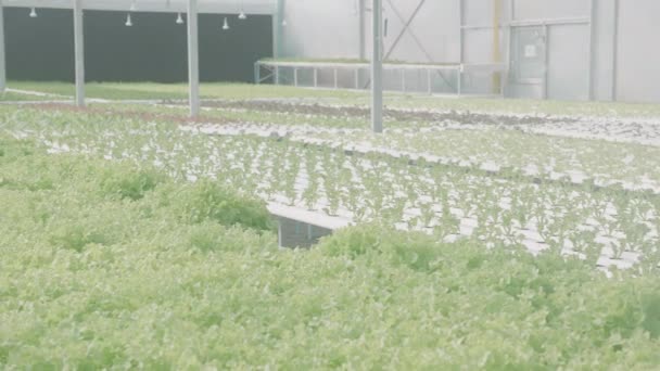 Verse Groene Eik Rode Eik Romaine Sla Biologische Hydrocultuur Boerderij — Stockvideo