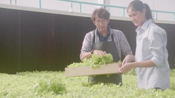 Junger Asiatischer Mann Und Kunde Pflücken Gemüse Zum Korb Hydroponischem — Stockvideo