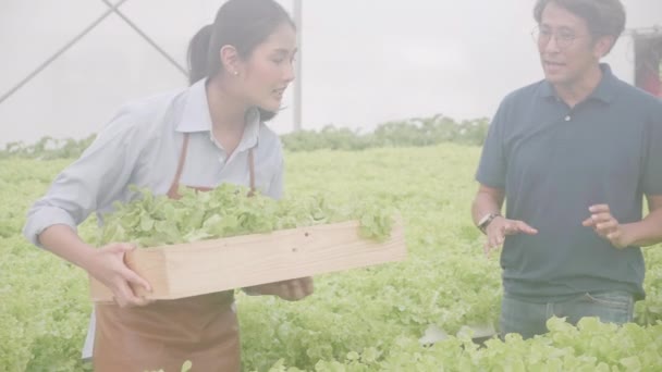 Jonge Aziatische Vrouw Klant Plukken Groenten Mand Hydrocultuur Systeem Biologische — Stockvideo