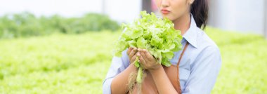 Hidrofonik sistemde çalışan genç Asyalı kadın sebzeler, organik marul çiftliği, dişi tarım için serada hasat, tarım arazisi ve tarım sektörünü inceleyen girişimci..
