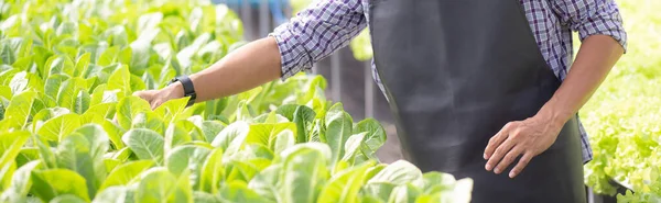 Fiatal Ázsiai Férfi Dolgozik Hidroponikus Rendszer Zöldségek Ökológiai Saláta Farm — Stock Fotó