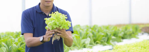 Mladý Asijský Muž Pracující Hydroponickém Systému Zelenina Bio Salát Farma — Stock fotografie