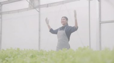 Hidrofonik sistemde çalışan genç Asyalı kadın sebzeler, organik marul çiftliği, dişi tarım için serada hasat, tarım arazisi ve tarım sektörünü inceleyen girişimci..