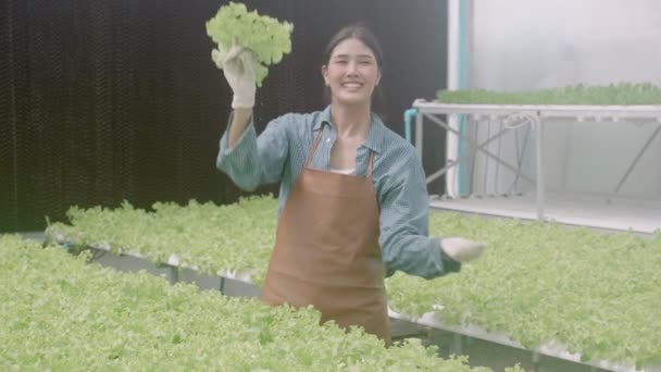Jonge Aziatische Vrouw Werkzaam Hydrocultuur Systeem Groenten Biologische Sla Boerderij — Stockvideo