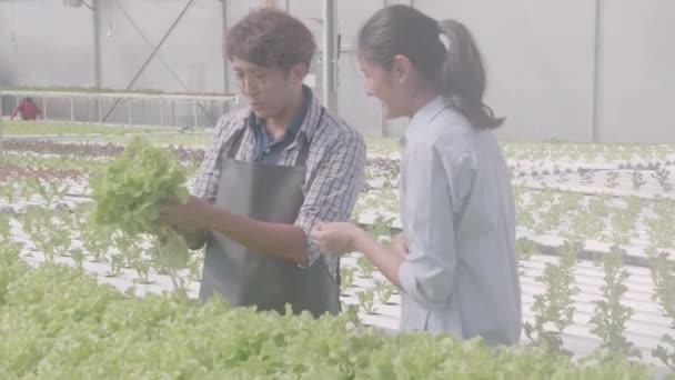 Ung Asiatisk Man Plockar Och Rekommenderar Grönsaker Med Kund Hydroponic — Stockvideo