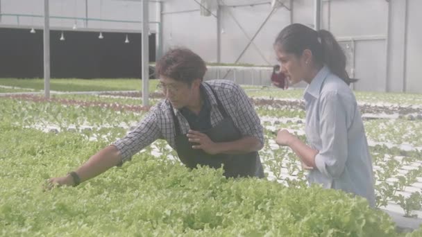 Junger Asiatischer Mann Pflückt Gemüse Und Empfiehlt Mit Kunden Hydroponischem — Stockvideo