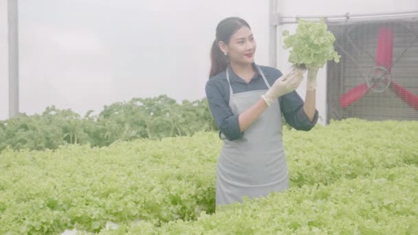 Jonge Aziatische Vrouw Werkzaam Hydrocultuur Systeem Groenten Biologische Sla Boerderij — Stockvideo