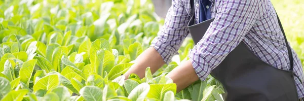 Pemuda Asia Yang Bekerja Sistem Hidroponik Sayuran Pertanian Selada Organik — Stok Foto