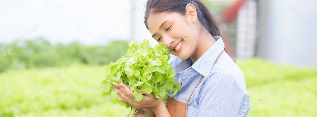 Young asian woman working in hydroponic system vegetables organic lettuce farm, female is harvest for agriculture at greenhouse, entrepreneur examining farmland and industry in the plantation.