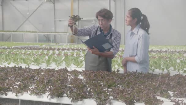 Młody Azjata Spacery Zbieranie Warzyw Polecenia Klientem Hydroponicznym Systemie Gospodarstwa — Wideo stockowe