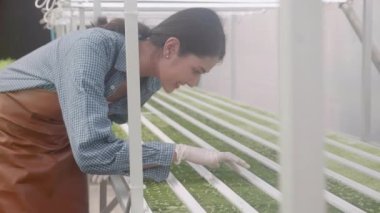 Genç Asyalı kadın, sistem yenilikçiliğinde sebze fidanını denetliyor. Hidroponik çiftlik, tarım ve seradaki besin gıdalarını inceleyen girişimci, bir kişi..