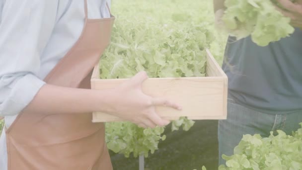 Ręce Klientów Zbierających Warzywa Koszyka Układzie Hydroponicznym Gospodarstwo Sałaty Organicznej — Wideo stockowe