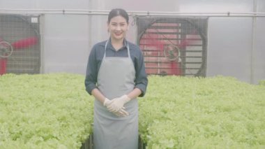 Hidrofonik sistemde duran genç Asyalı kadın sebzeler organik marul çiftliği, kadın serada tarım için hasat, çiftlikte tarım yapan girişimci.