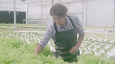 Genç Asyalı bir adam hidroponik sistemde sebze topluyor organik marul çiftliğinde, erkek serada tarım için hasat, tarım işçisi tarım arazisi ve çiftlikte endüstriyi inceliyor..
