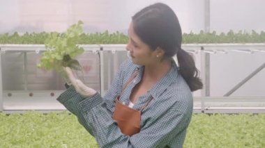 Hidrofonik sistemde çalışan genç Asyalı kadın sebzeler, organik marul çiftliği, dişi tarım için serada hasat, tarım arazisi ve tarım sektörünü inceleyen girişimci..
