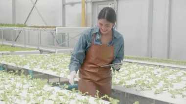 Genç Asyalı kadın kontrol ve denetleme sistemi yenilikleri için tablet kullanıyor. Hidroponik sebze çiftliği, tarım ve seradaki besin gıdalarını inceleyen girişimci, bir kişi..