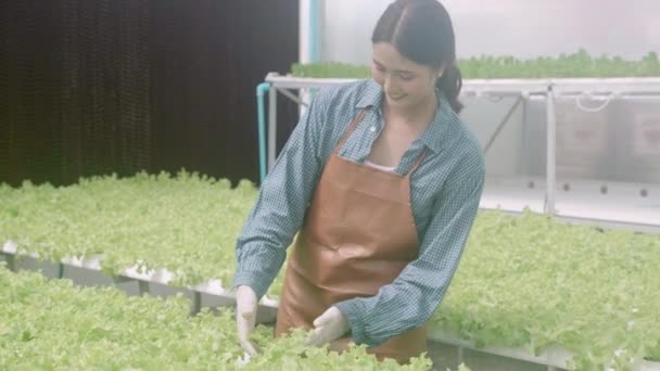Hidrofonik Sistemde Çalışan Genç Asyalı Kadın Sebzeler Organik Marul Çiftliği — Stok video