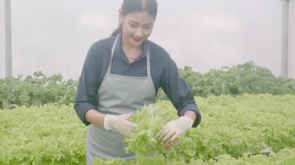 Молода Азіатка Працює Гідропонічній Системі Овочі Органічна Салатна Ферма Жінка — стокове відео