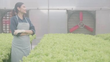 Hidroponik sistemde kolları çapraz duran genç Asyalı kadın sebzeler organik marul çiftliği, kadın serada tarım için hasat, çiftlikte tarım arazisini inceleyen girişimci..