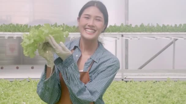 Jovem Mulher Asiática Trabalhando Sistema Hidropônico Hortaliças Fazenda Alface Orgânica — Vídeo de Stock
