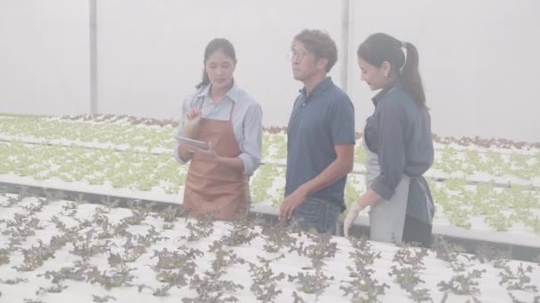 태블릿 컴퓨터를 채소를 골라서 수경계 유기농 양상추 농장에 고객들 대화하는 — 비디오