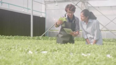 Elinde tablet bilgisayar tutan ve konuşmak için sebze toplayan Asyalı genç bir adam hidroponik sistem organik marul çiftliğine, tarımcı kadın girişimciye tavsiyede bulunuyor..