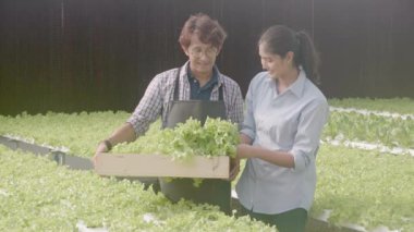 Genç Asyalı erkek ve müşteri hidroponik sistemdeki organik marul tarlasında sebze topluyor, erkek ve kadın serada tarım için hasat yapıyor, girişimci tarım arazilerini inceliyor..
