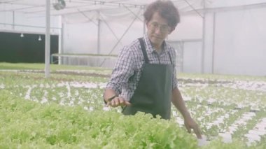 Genç Asyalı adam, hidrofonik sistem organik çiftliğinde marul sebzelerini teftiş ediyor, erkek, serada tarım için hasat, tarım arazisi ve tarım sektörünü inceleyen girişimci,.