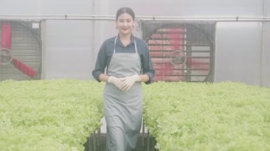 Hidrofonik sistemde yürüyen genç Asyalı kadın sebzeler organik marul çiftliği, dişi tarım için serada hasat, çiftlikte tarım arazilerini inceleyen girişimci, tarım kavramı.