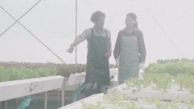 Genç Asyalı erkek ve kadın yürür, hidroponik sistem organik çiftliğinde marul sebzelerini inceler, erkek ve kadın serada tarım için hasat yapar, girişimci tarım arazilerini inceler..