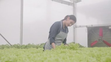 Hidrofonik sistemde çalışan genç Asyalı kadın sebzeler, organik marul çiftliği, dişi tarım için serada hasat, tarım arazisi ve tarım sektörünü inceleyen girişimci..