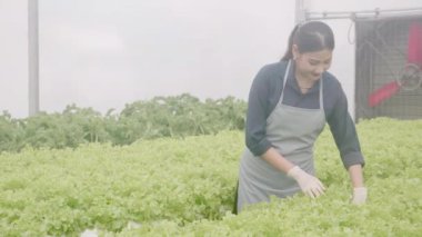 Hidrofonik sistemde çalışan genç Asyalı kadın sebzeler, organik marul çiftliği, dişi tarım için serada hasat, tarım arazisi ve tarım sektörünü inceleyen girişimci..