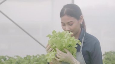 Hidrofonik sistemde çalışan genç Asyalı kadın sebzeler, organik marul çiftliği, dişi tarım için serada hasat, tarım arazisi ve tarım sektörünü inceleyen girişimci..