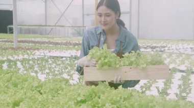Young asian woman picking vegetables to basket in hydroponic system organic lettuce farm, female is harvest for agriculture at greenhouse, entrepreneur examining farmland and industry in plantation.