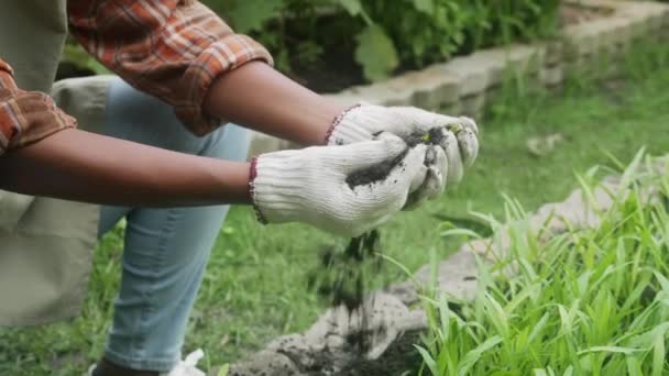Крупные Руки Детей Держащих Почву Проверки Заливки Полевые Растения Весна — стоковое видео